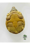 tortoise figurine