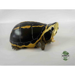 tortoise figurine