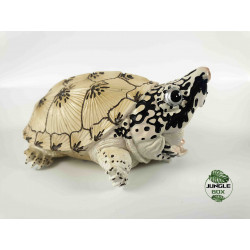 Figurine tortue Staurotypus triporcatus