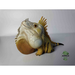 Figurine Iguana iguana