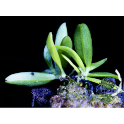 Haraella retrocalla orchidée miniature