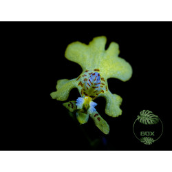 Psygmorchis pusilla miniature orchid