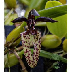 miniature orchid Bulbophyllum lasiochilum