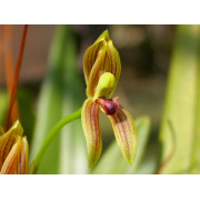 Orchidée mormolyca ringens