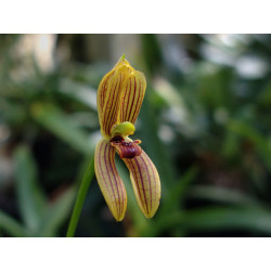 Orchidée mormolyca ringens