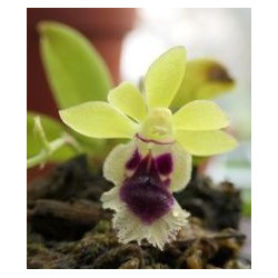 orchidée miniature