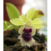 orchidée miniature