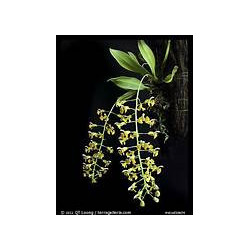 Zygonastes lunata miniature orchid