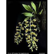 Zygonastes lunata orchidée miniature
