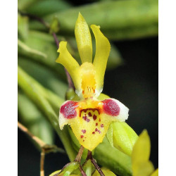 orchid miniature Chytroglossa  marileoniae