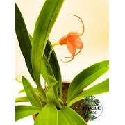 Orchidée Masdevallia veitchiana