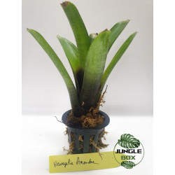 Neoregelia Amandae