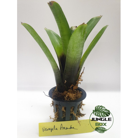 Neoregelia Amandae