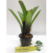 Neoregelia Amandae