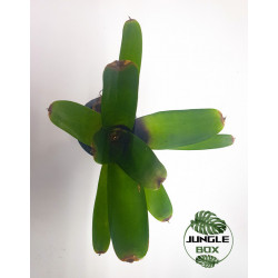 Neoregelia Amandae double