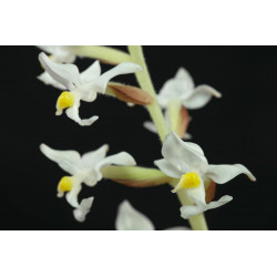 Orchidée bijou ludisia discolor