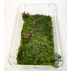 natural moss