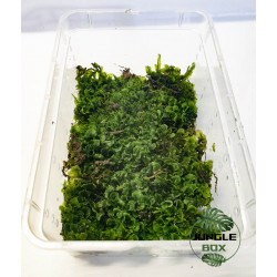 Hepatique aquatic moss box 19x12 cm