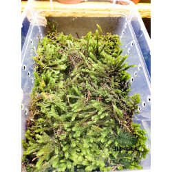 Natural moss box 19x12 cm
