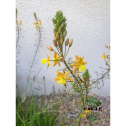 Bulbine jaune