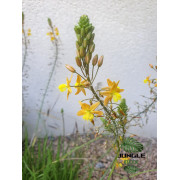 Bulbine jaune