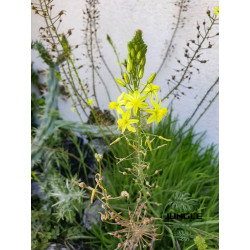 Bulbine jaune  Bulbine frutescens