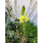 Bulbine jaune  Bulbine frutescens