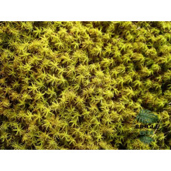 Moss zygodon viridissimus  box 19x12 cm