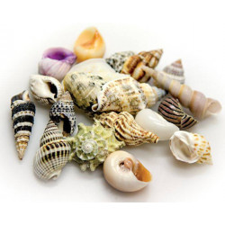 HOBBY Sea Shells Set L 5 pcs