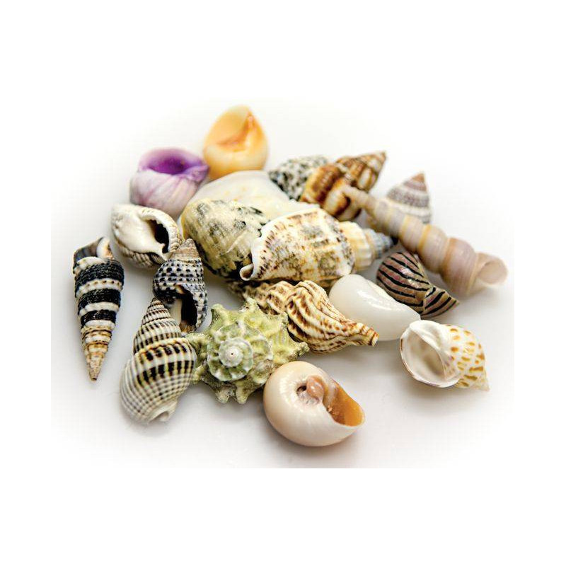HOBBY Sea Shells Set L 5 pcs