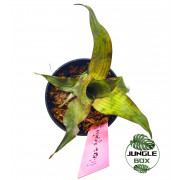 Broméliacée pour terrarium planté