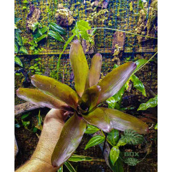 Neoregelia fuego ancho