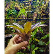 Neoregelia fuego ancho