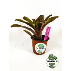 Neoregelia fuego ancho
