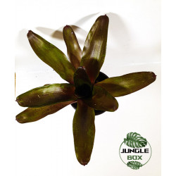 Neoregelia fuego ancho