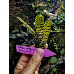 Neoregelia Eteria