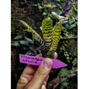 Neoregelia Eteria