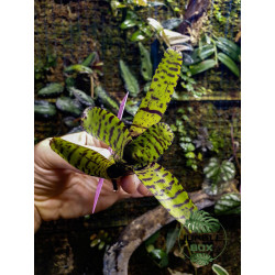 Neoregelia Eteria