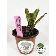 Neoregelia Eteria