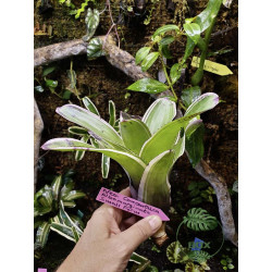 Neoregelia concentrica albomarginata small form