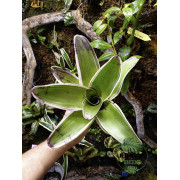 Neoregelia concentrica albomarginata small form