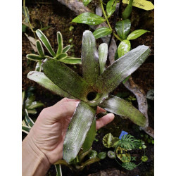 Neoregelia atlantis