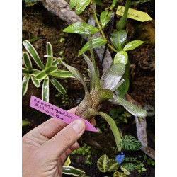 Neoregelia atlantis