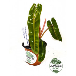 Philodendron billitiae