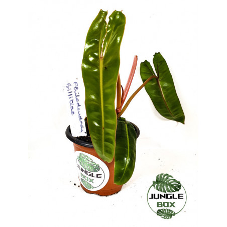 Philodendron billitiae