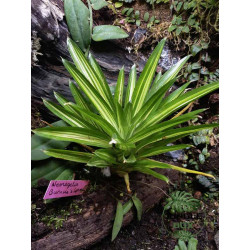 Neoregelia burnsie's spiral