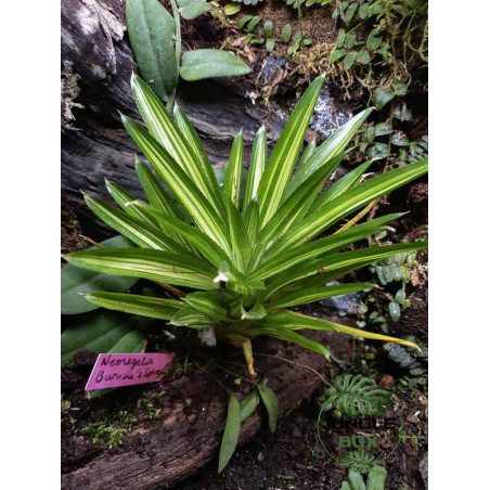 Neoregelia burnsie's spiral