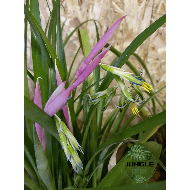 Billbergia nutans