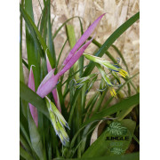 Billbergia nutans