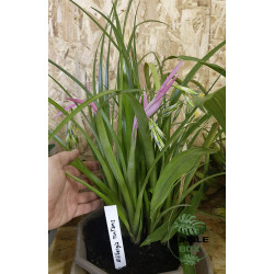 Billbergia nutans